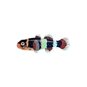 Blue Bumblebee Goby